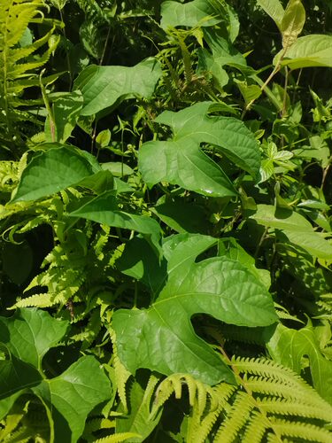 广西木鳖藤叶新鲜现摘木鳖藤甜葫芦漏苓子番茄红素新鲜藤叶包邮