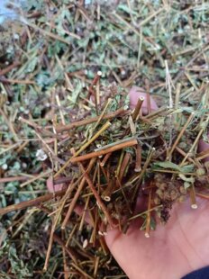 天然皮焱平止痒马松子草新鲜药材干品去湿煎水泡澡月子奇痒带根叶