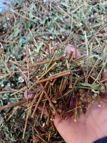 天然皮焱平止痒马松子草新鲜药材干品去湿煎水泡澡月子奇痒带根叶