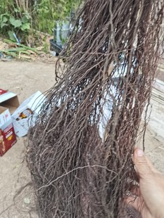 造景榕树须雨林缸龙须根杜鹃根造景腾根沉木植物装饰榕树根须藤条