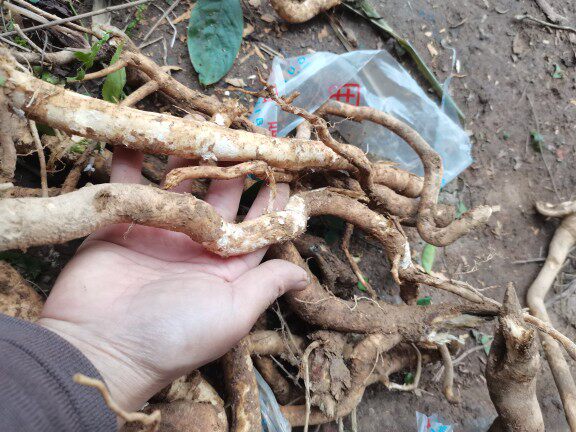 广西新鲜狗屎木华山矾 华灰木中草药地黄木 500克包邮