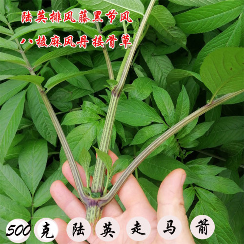 新鲜接骨草广西现采500
