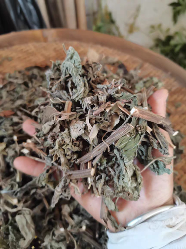 广西新鲜晒广防风落马衣叶土防风草排风草土藿香抹草干品500