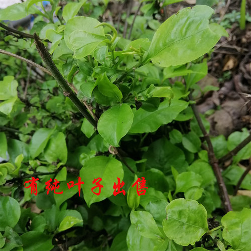新鲜白花丹枝叶 白花丹枝叶一见消百花丹白雪花500克包邮