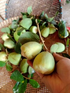 新鲜药材新鲜薜荔藤 木莲藤 凉粉藤广王不留行现采现发包邮