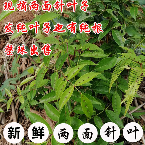 野生新鲜中草药两面针