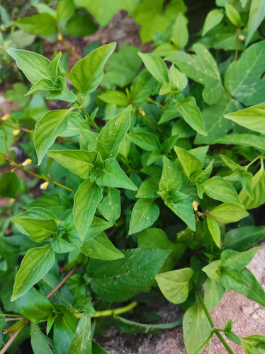 新鲜狗肝菜 猪肝菜 假红蓝青蛇仔六角英中草药现采新鲜500克