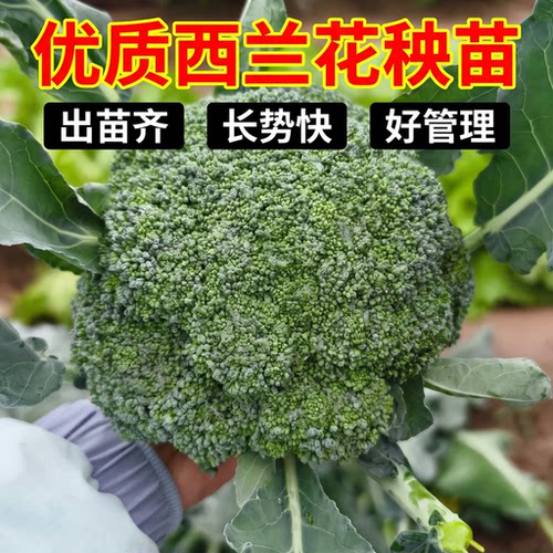 西兰花秧苗带土抗病耐热成活率高四季可种大田阳台蔬菜苗四季种植
