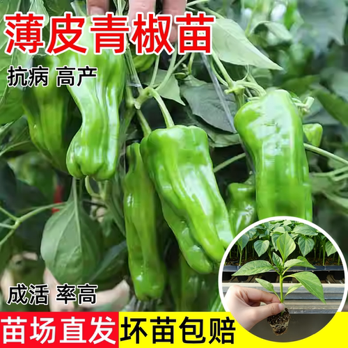 大果薄皮辣椒四季苗盆栽带土秧苗