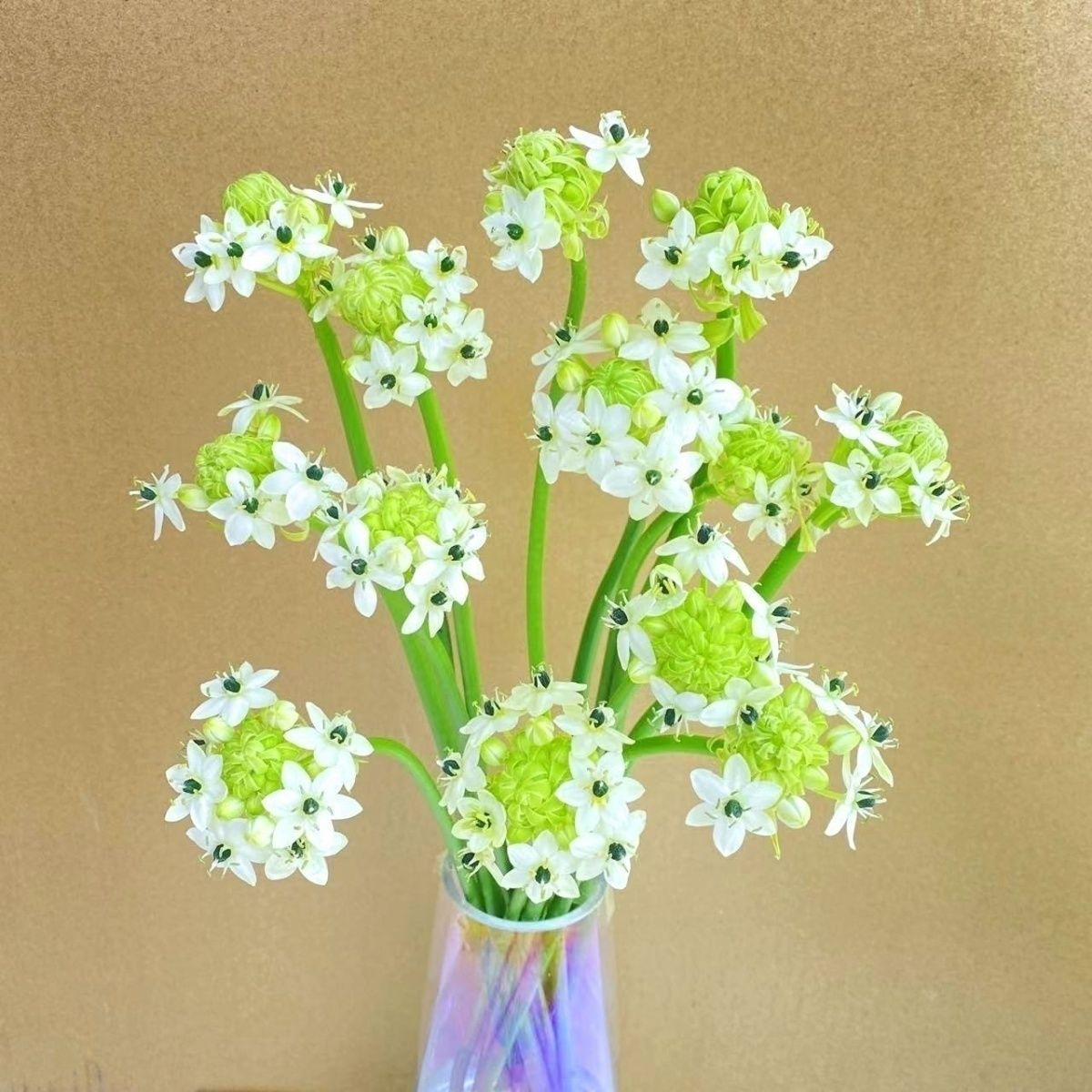 圣心百合鲜切花雀梅鲜花水养花卉办公室内客厅水培装饰插花直发