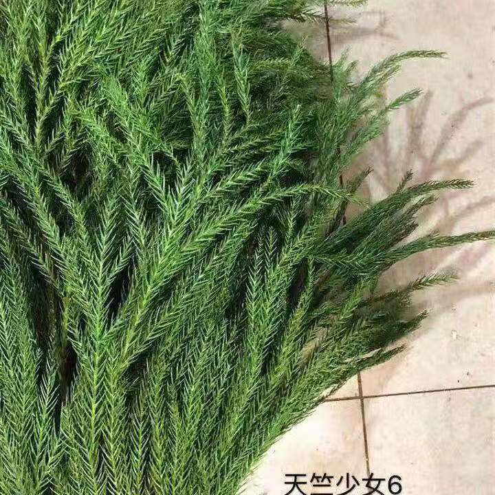 天竺少女柳杉鲜切枝真松枝水培绿植圣诞花环圣诞树制作花材直发