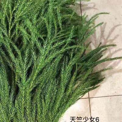 天竺少女柳杉鲜枝水培圣诞树花环