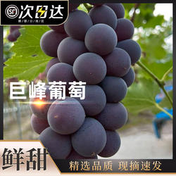正宗浦江巨峰葡萄新鲜现摘现发特大马陆葡萄鲜果甜整串送礼水果