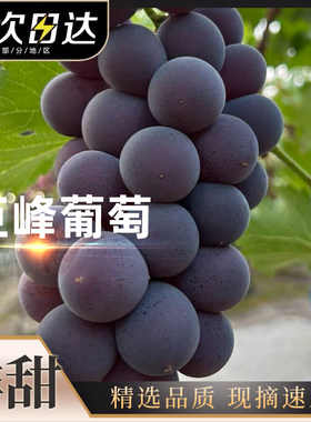 顺丰冷链正宗浦江巨峰葡萄鲜甜