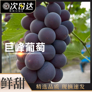 正宗浦江巨峰葡萄新鲜现摘现发特大马陆葡萄鲜果甜整串送礼水果
