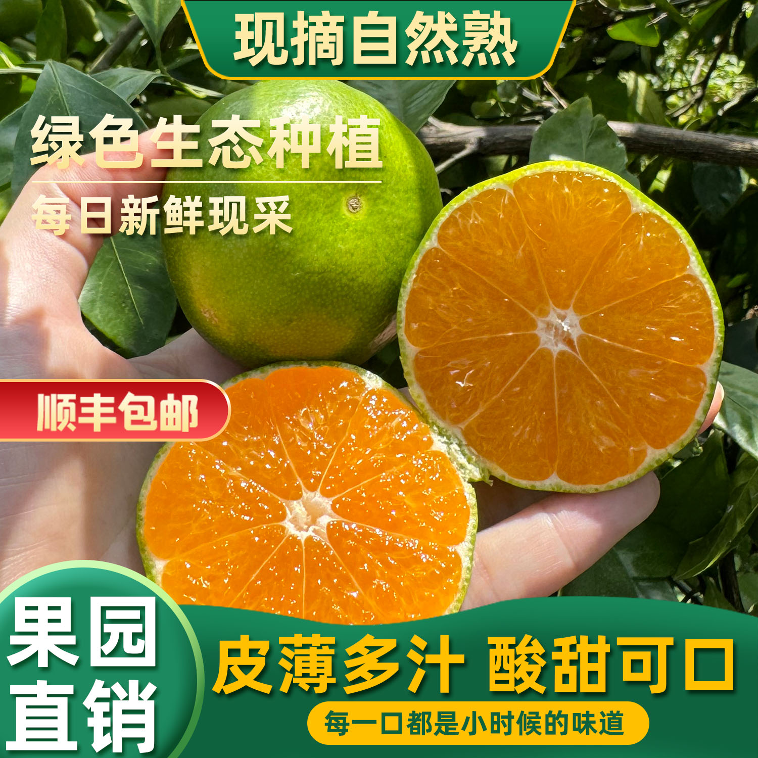 早熟青皮橘子新鲜无籽酸甜鲜果当季水果柑橘孕妇5斤非寻乌蜜桔