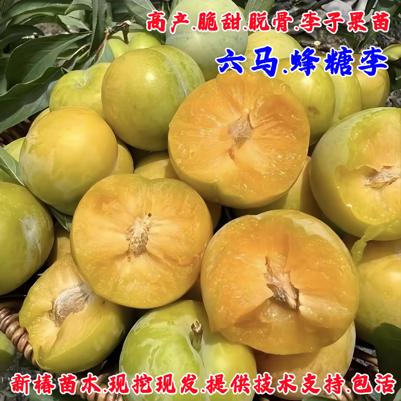 六马蜂糖李树苖脱骨青脆冰糖李子苗树苗南方北方种植地栽当年结果