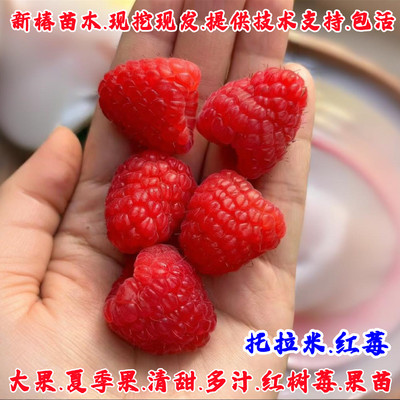 纯甜红树莓果苗托拉米红树莓苗盆栽地栽抗寒覆盆子树苗南北方种植