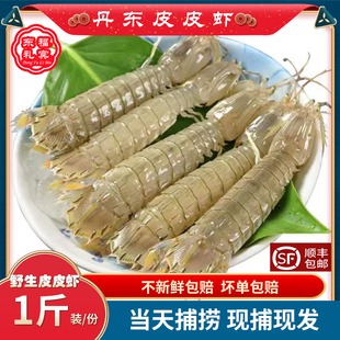 丹东特产皮皮虾鲜活虾爬子大号琵琶虾活虾姑黄海野生皮皮虾