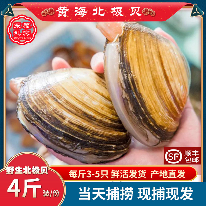 丹东特产北极贝鲜活无沙野生大北极贝东港西施贝蛤蜊鲜活大蚬子