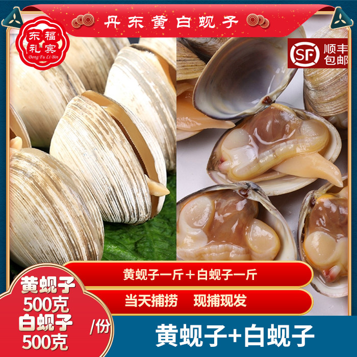 丹东特产海鲜大黄蚬子鲜活文贝大肥蛤大蛤蜊野生新鲜黄蚬子顺丰