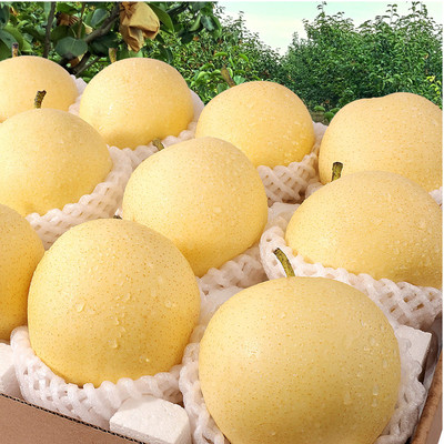 河北皇冠梨新鲜脆甜多汁整箱包邮