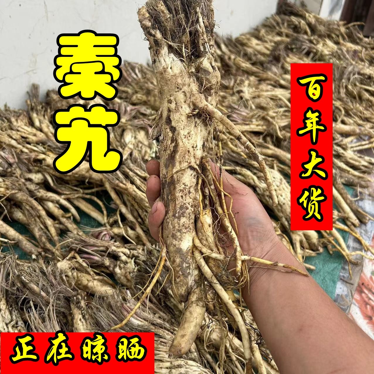 秦艽500g中药材甘肃原产地农村发货特级无硫中药材纯天然请教整颗