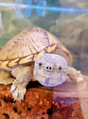 【现货】Mini剃刀龟剃刀蛋龟龟苗成体剃刀苗活体冷水深水黑刀精品