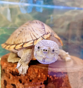 【现货】Mini剃刀龟剃刀蛋龟龟苗成体剃刀苗活体冷水深水黑刀精品