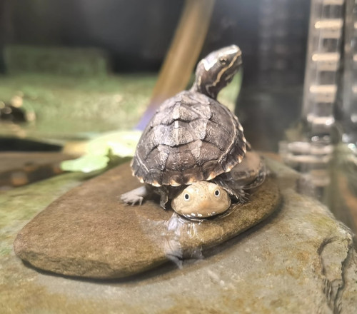 Mini麝香龟活物深水鱼缸混养乌龟活物迷你麝香蛋龟小型宠物观赏龟
