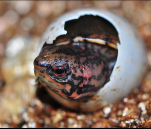 斑纹泥龟蛋龟深水冷水龟观赏龟家庭宠物龟高颜值小龟水族长寿乌龟