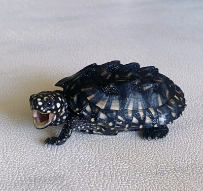 【逗趣斑点龟】斑点池龟满天星深水龟黄头侧颈龟宠物龟活体观赏龟