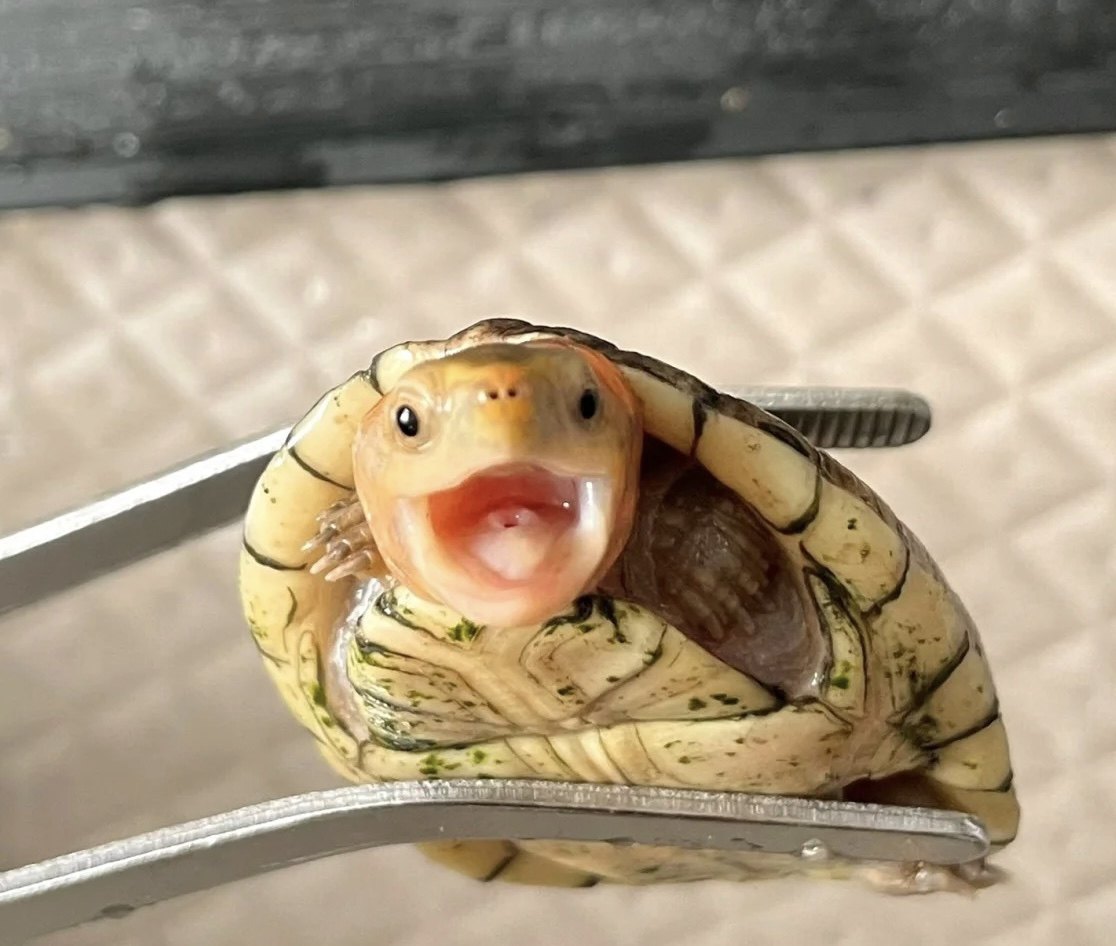 精品白唇龟泥龟南部白唇北部蛋龟深水龟观赏龟乌龟宠物画画彩巴西