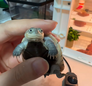 【网红微笑龟】沼泽猪龟苗活体侧颈龟活体西非龟苗活体新手宠物龟