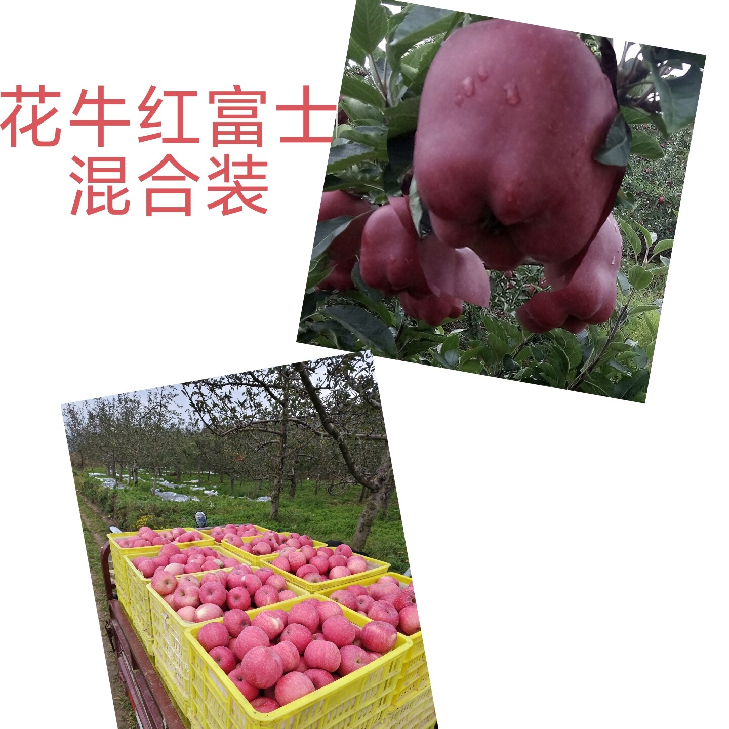 甘肃天水花牛苹果当季新鲜水果10斤果农直发混合装富士苹果