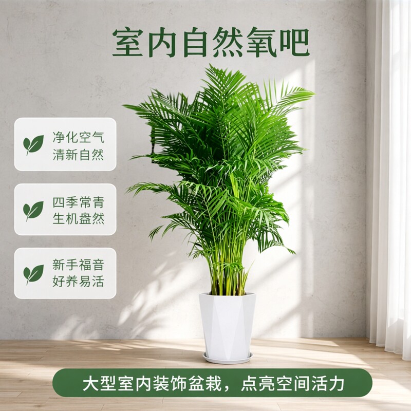 富贵椰子大型绿植室内客厅办公室桌面盆栽四季常青植物小白都能养