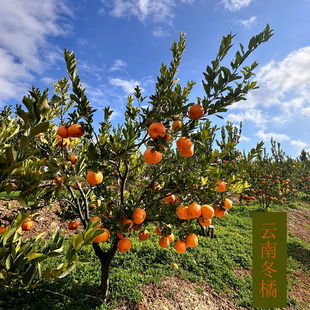 云南高原椪柑农家冬桔新鲜现摘碰柑孕妇水果当季橘子