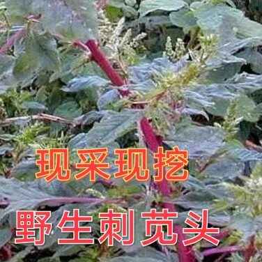 红根新鲜野生带刺头刺簕头根菜梗