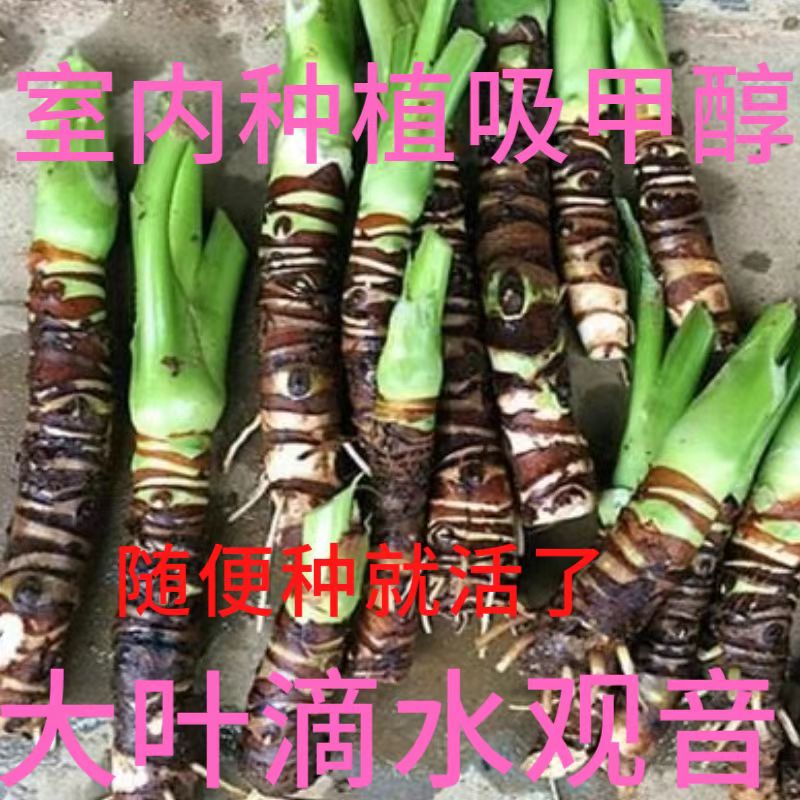 大叶滴水观音盆栽 霸王芋老桩客厅盆景室内绿植花卉水土培 吸甲醛