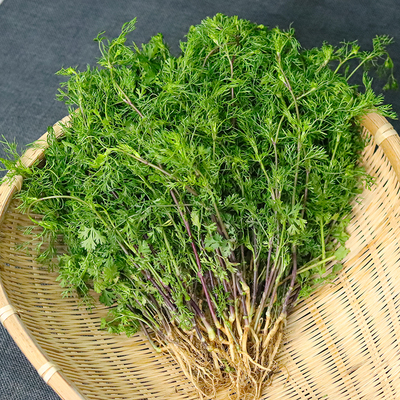 云南德宏新鲜芫荽香菜老品种