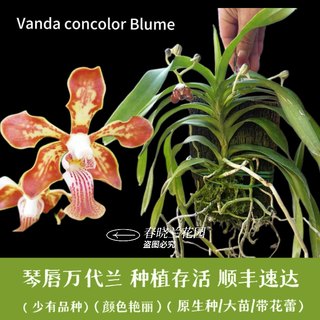 洋兰-原生种-板植琴唇万代兰Vanda concolor Blume花香带花