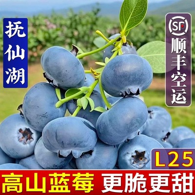 云南抚仙湖蓝莓基地  L 25花香蓝莓
