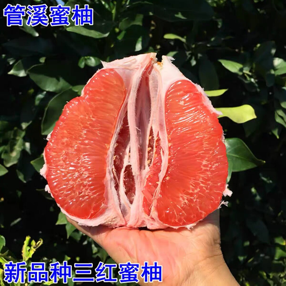 核心产区福建三红柚平和琯溪蜜柚