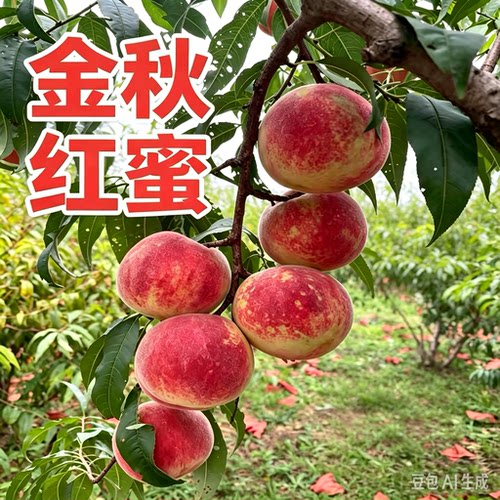 正宗金秋红蜜桃又脆又甜又香甜秋桃14-20个度糖  测糖发