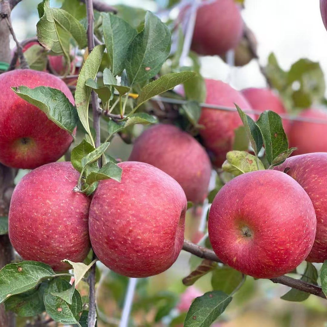 昭通丑苹果口感味道很好5斤装直接包邮
