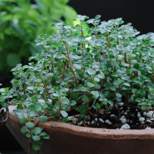 悬挂绿植灰绿垂吊室内皱叶冷水花