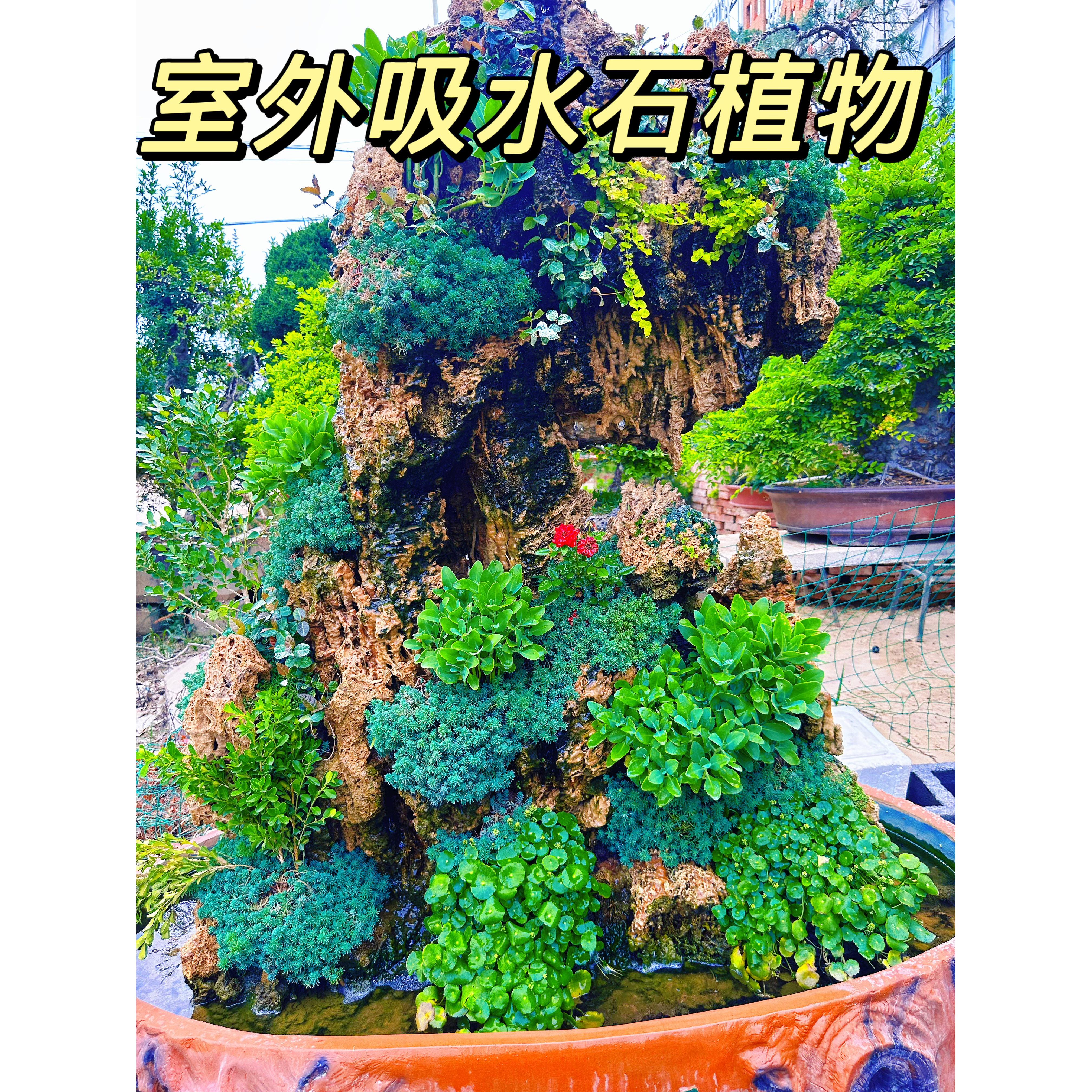 室外吸水石假山造景四季常青图片