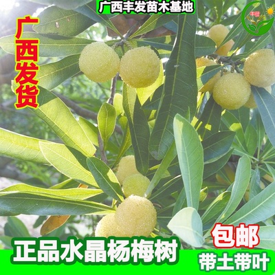 新品杨梅树水晶嫁接南方种植栽带