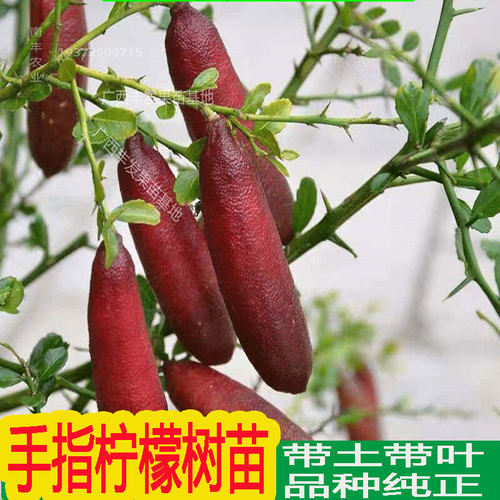 新品澳洲手指柠檬苗嫁接四季