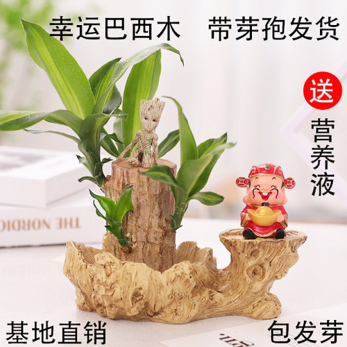 巴西木水养幸运木水培植物桌面